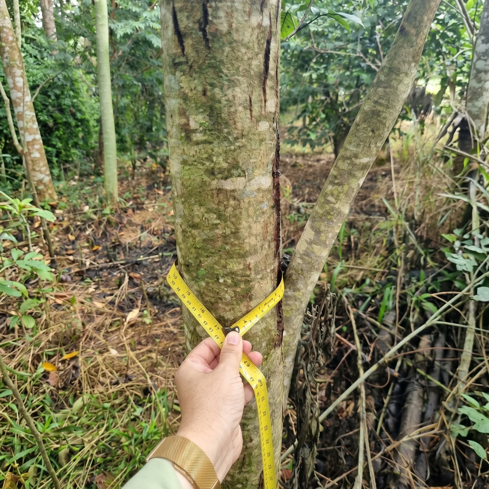 Medição dendrométrica (DAP) e inventário florestal em campo